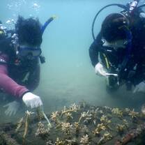 Volunteers working underwater on a coral nursery during a reef restoration dive