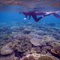 Snorkeler observing coral reefs in shallow tropical waters