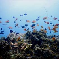 Reef fish swimming above healthy corals in southern Tanzania