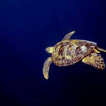 Green sea turtle swimming in the blue waters of southern Tanzania