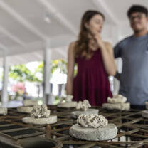 Interns examining coral samples on a table.