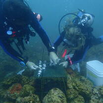 Divers installing coral fragments on an underwater nursery frame.