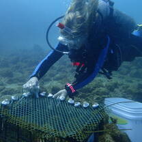 Diver placing coral fragments onto a reef restoration structure.