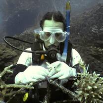 Volunteer attaching coral fragments during an underwater restoration dive