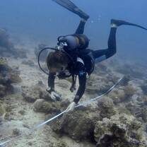 Volunteer conducting reef monitoring using a transect during a marine conservation dive