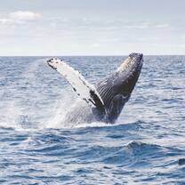 Humpback whale breaching in the Indian Ocean near southern Tanzania