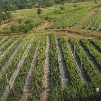 By providing local communities indigenous food-bearing trees and showing them how to take good care of them we build long-term food security and vegetation cover and resilience against the effects of climate change in an area severely affected by proverty, malnutrition and extreme weather events etc.