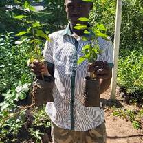 Reforestation and environmental protection