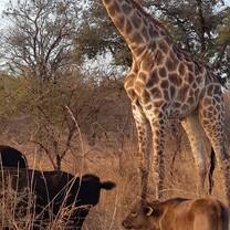 Giraffe and cattle herd