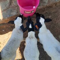 Lamb feeding from a milk bucket