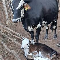Cow and calf