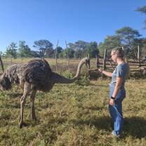 Female ostrich checks hand for food