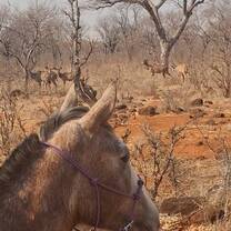 Torpedo and Kudu