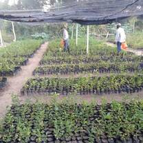 Tree nursery 