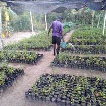 Citrus nursery 