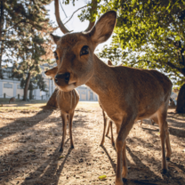 Deer in Nara Park walk towards the camera