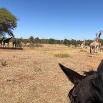 Starlight watches the giraffe watching her