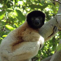 A crowned sifaka looking out from the leaves of a tree