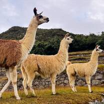 llamas