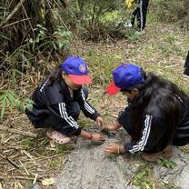 tree planting