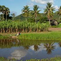 Image of palm trees and water