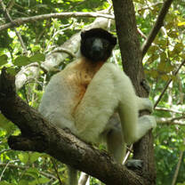 A crowned sifaka sits on an elevated tree branch among leaves