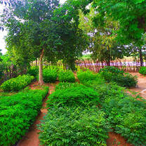 a patch of tree saplings growing in a nursery