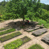 an elevated shot of a man tending a tree nursery