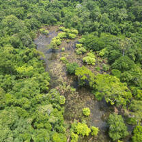 A river cuts through a green forest