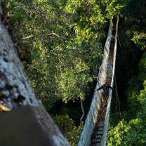A person carefully walks across a narrow rope bridge suspended high above the dense, vibrant green treetops of the Amazon rainforest canopy.