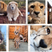 Taking care and showing love for various Animals
