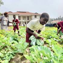 Primary school students harvesting leafy green vegetables in a school garden on the Maisha Project campus in Kisumu County, Kenya, with a teacher supervising in the background.