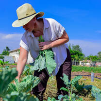 An international volunteer harvesting leafy vegetables from an organic school farm plot on the Maisha Project campus under clear blue skies.