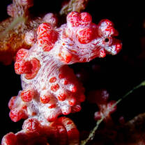Pygmy Seahorse