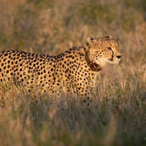 Cheetah walking in the grass