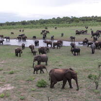 Herd of Elephant at waterhole
