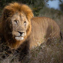 Male Lion in the bush