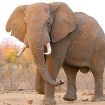 South Africa