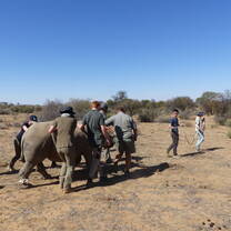 Students moving a Rhino