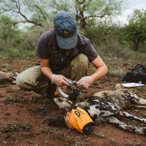 Student working with African Wild Dog