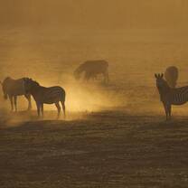 Zebras at sunset