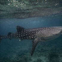 Whale Shark close to surface South Ari Marine Protected Area
