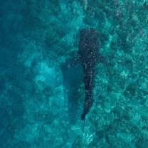 Whale Shark with snorkelers at a responsible distance