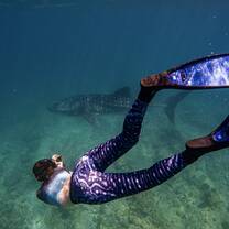 Volunteer taking a photo ID image of a whale shark