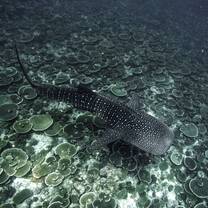 Whale shark swimming over Maldives coral reef
