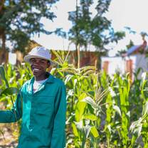 Growing Corn