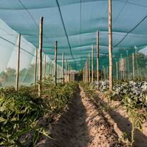 Green House