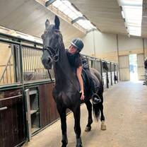Horseriding internships