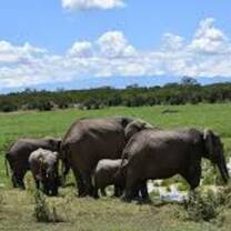 elephants
