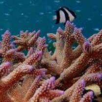 corals
